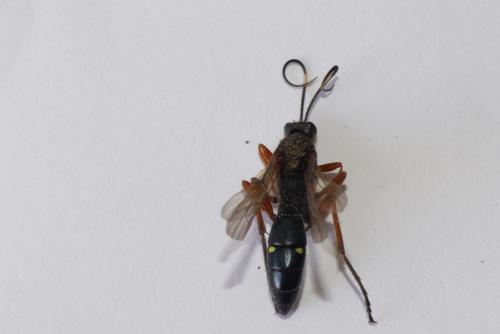 Diphyus quadripunctorius